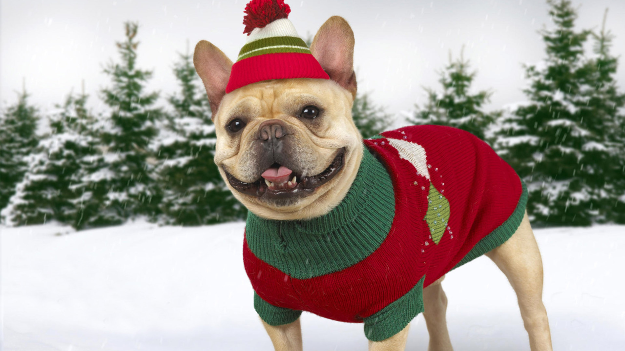 Нарядная собачка