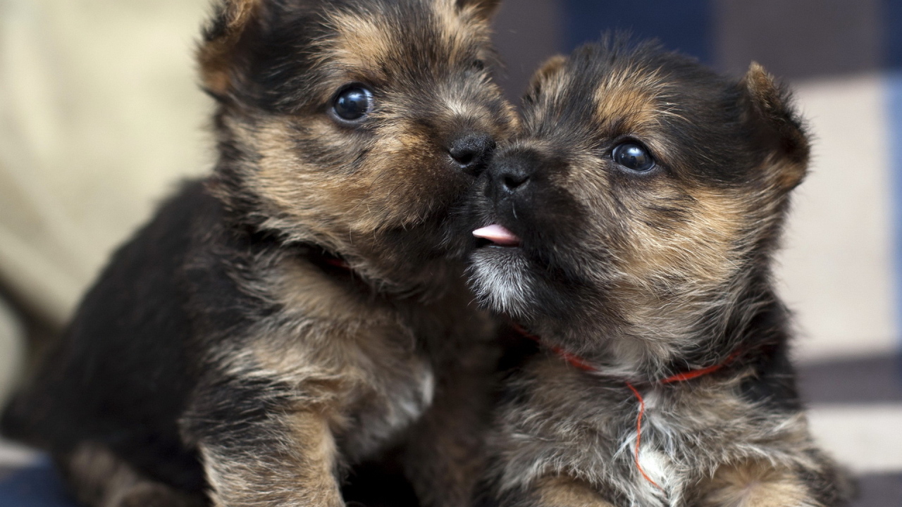Два щенка