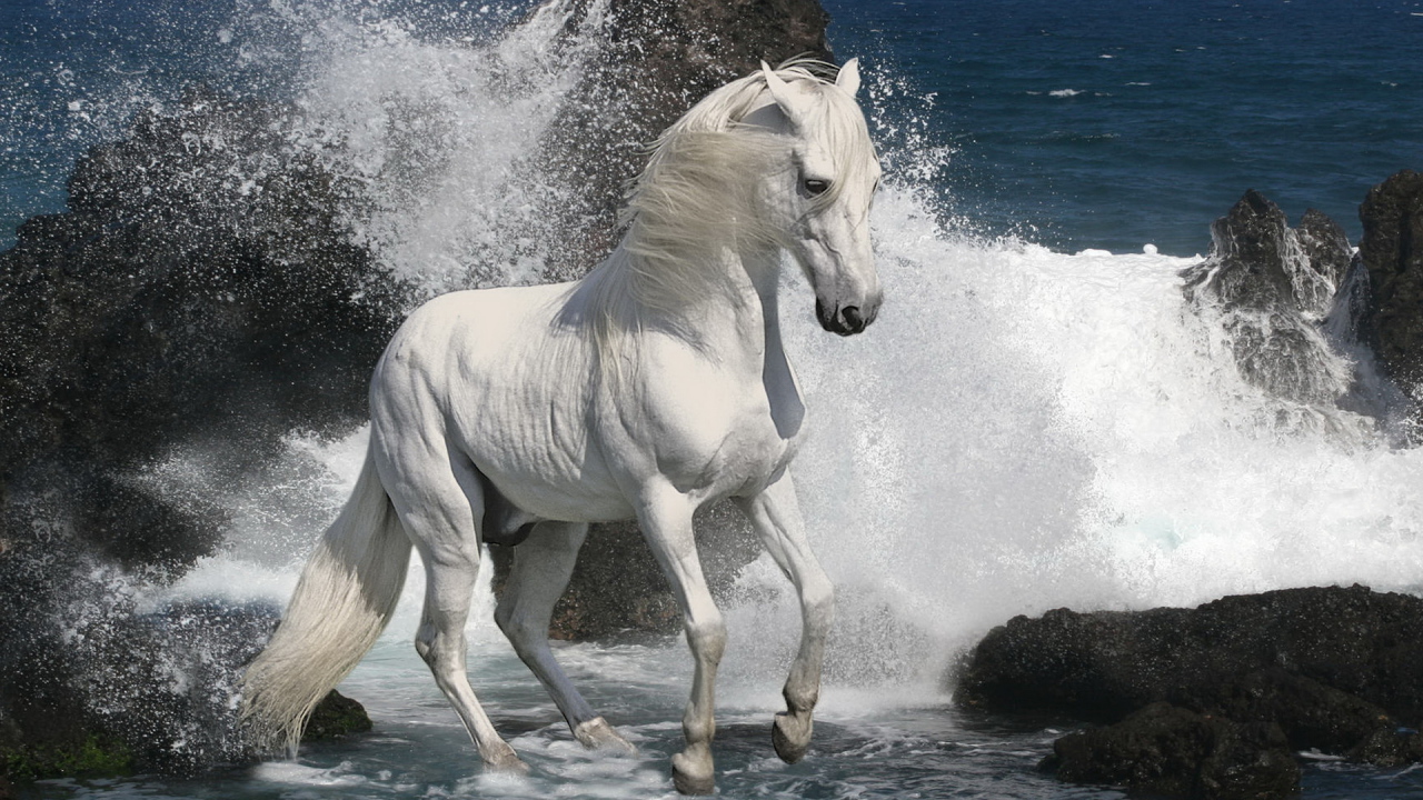 Белый жеребец