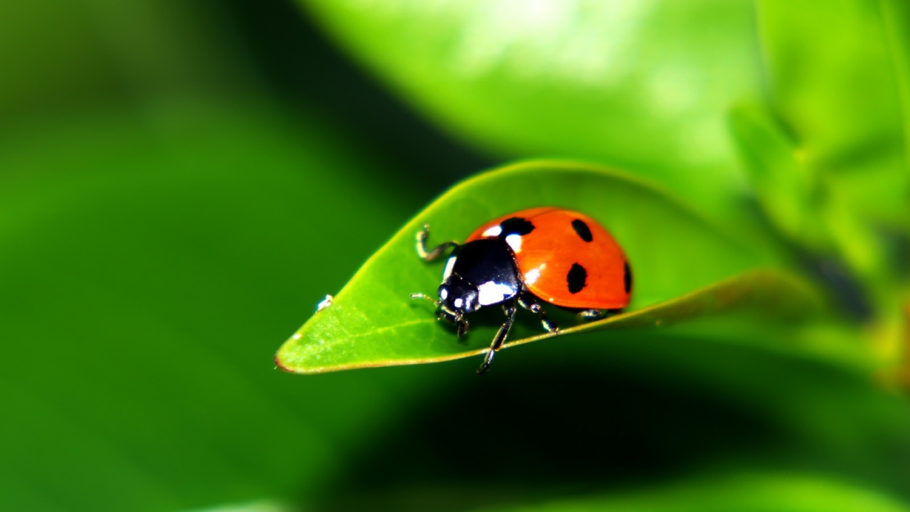 Листок с букашкой