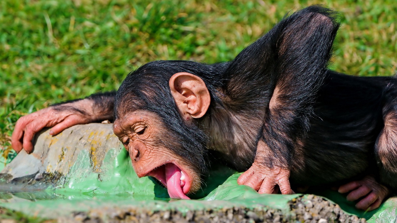 Пьющая обезьяна