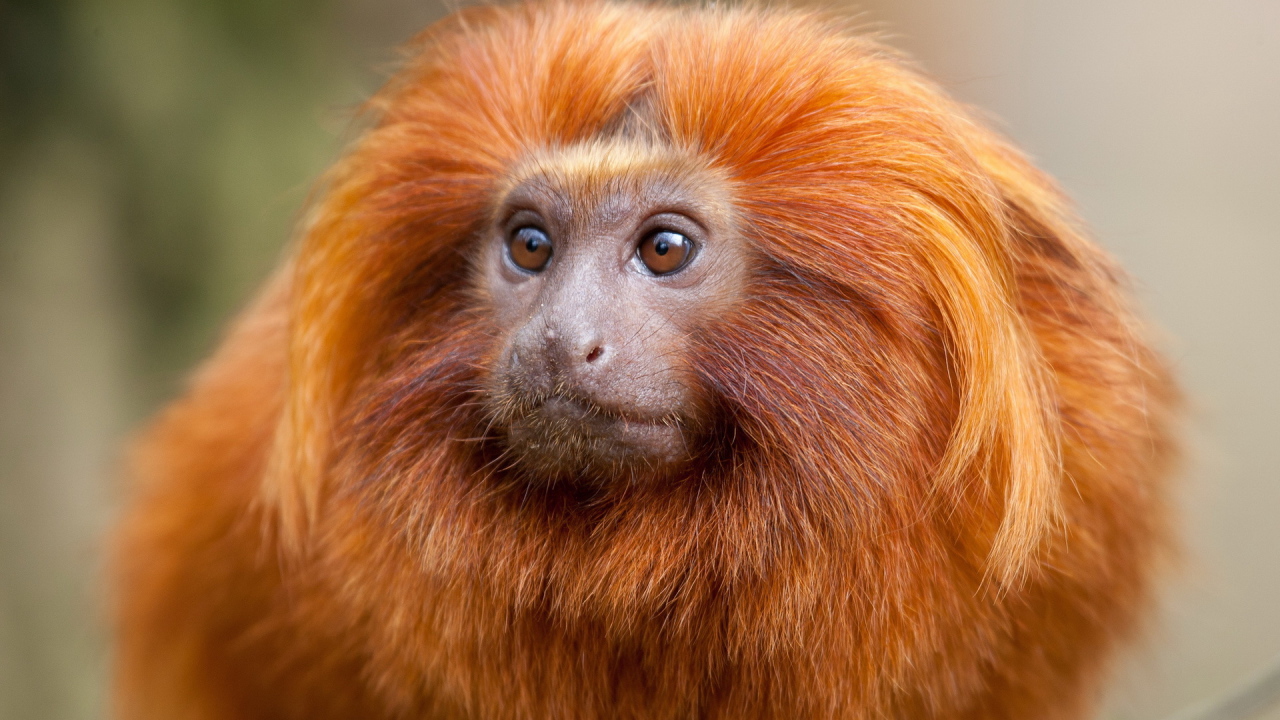 Рыжая обезьяна