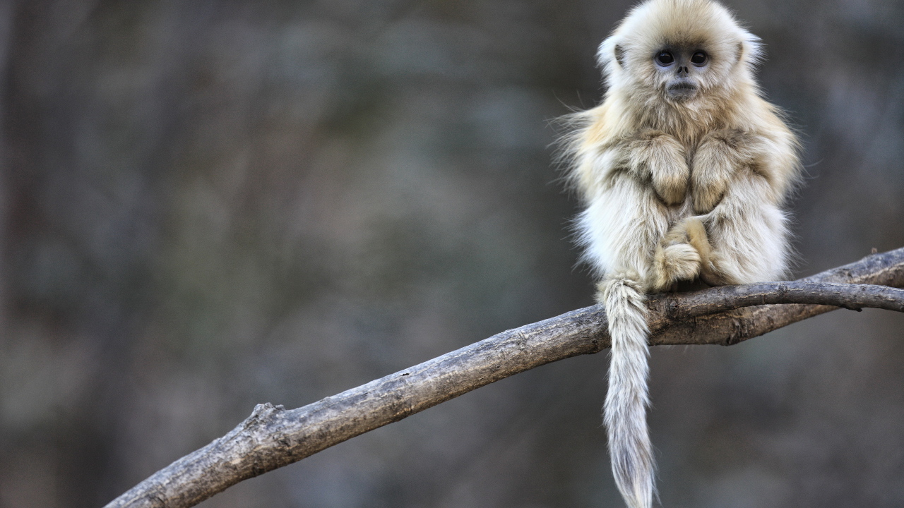 Маленькая обезьянка