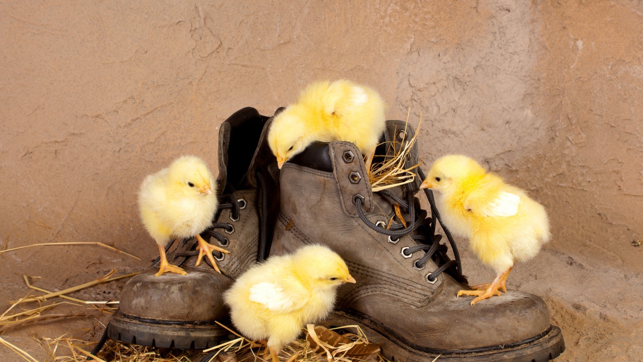Цыплята в ботинках