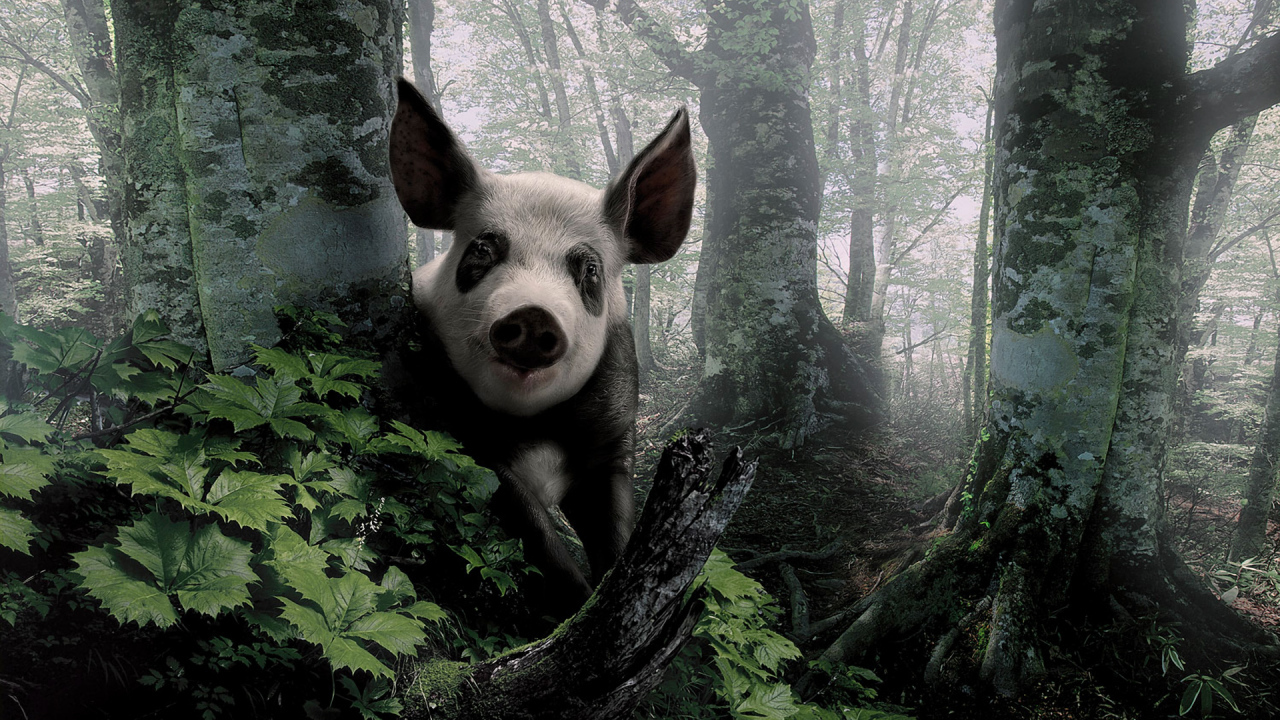 Свинья в лесу