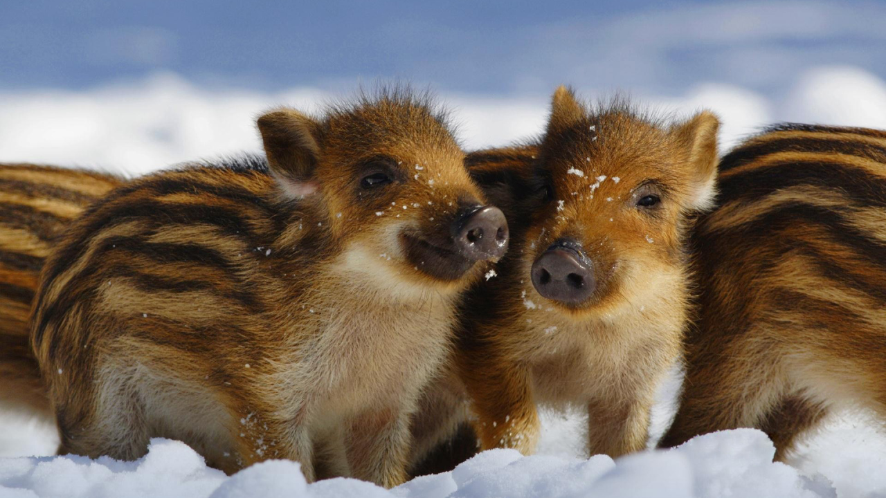 Дикие поросята