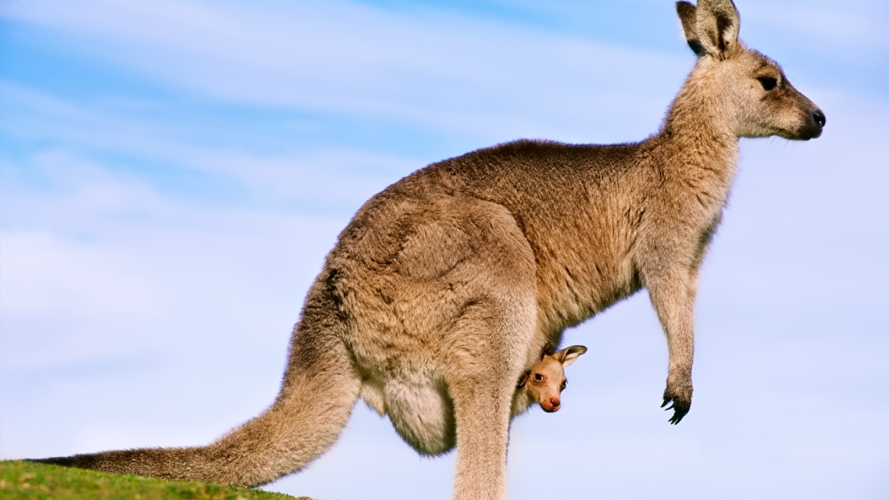 Кенгуру с детенышем
