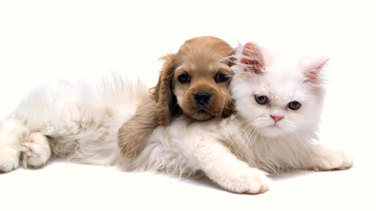 Белая кошка и щенок