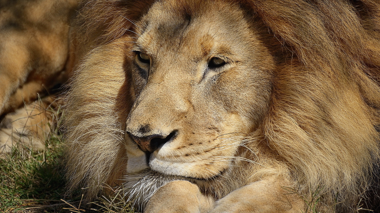 Царь зверей