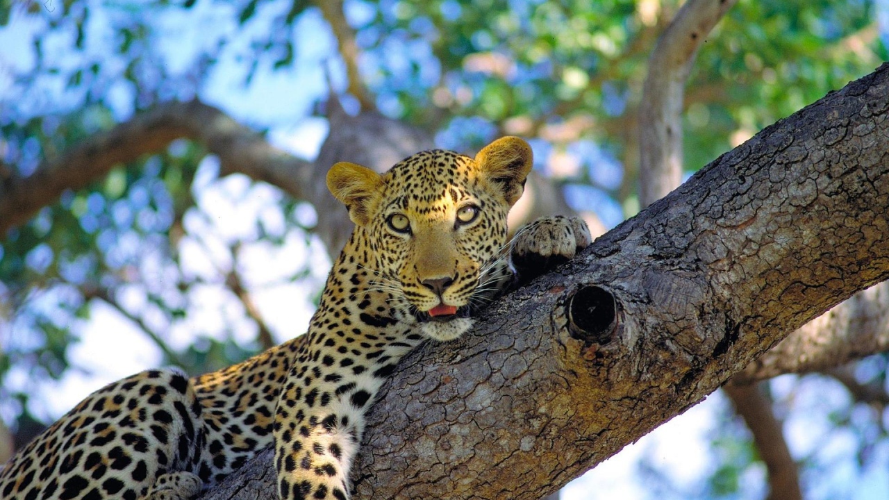 Леопард на ветке