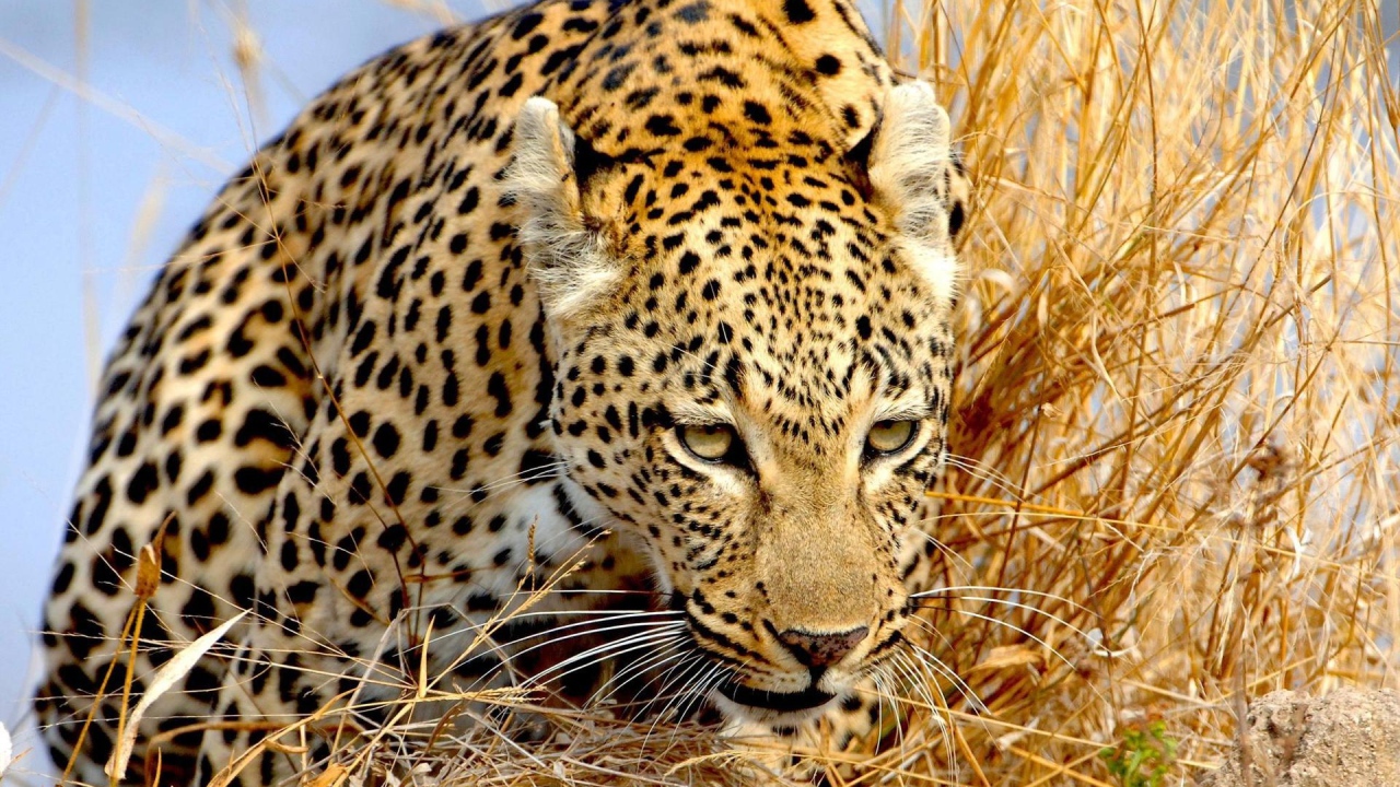 Крадущийся леопард