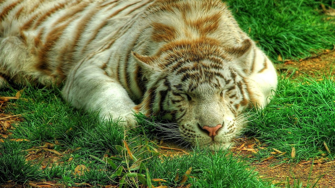 Белый тигр на траве