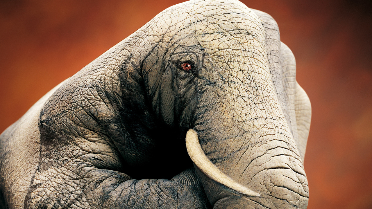 Слон ручной