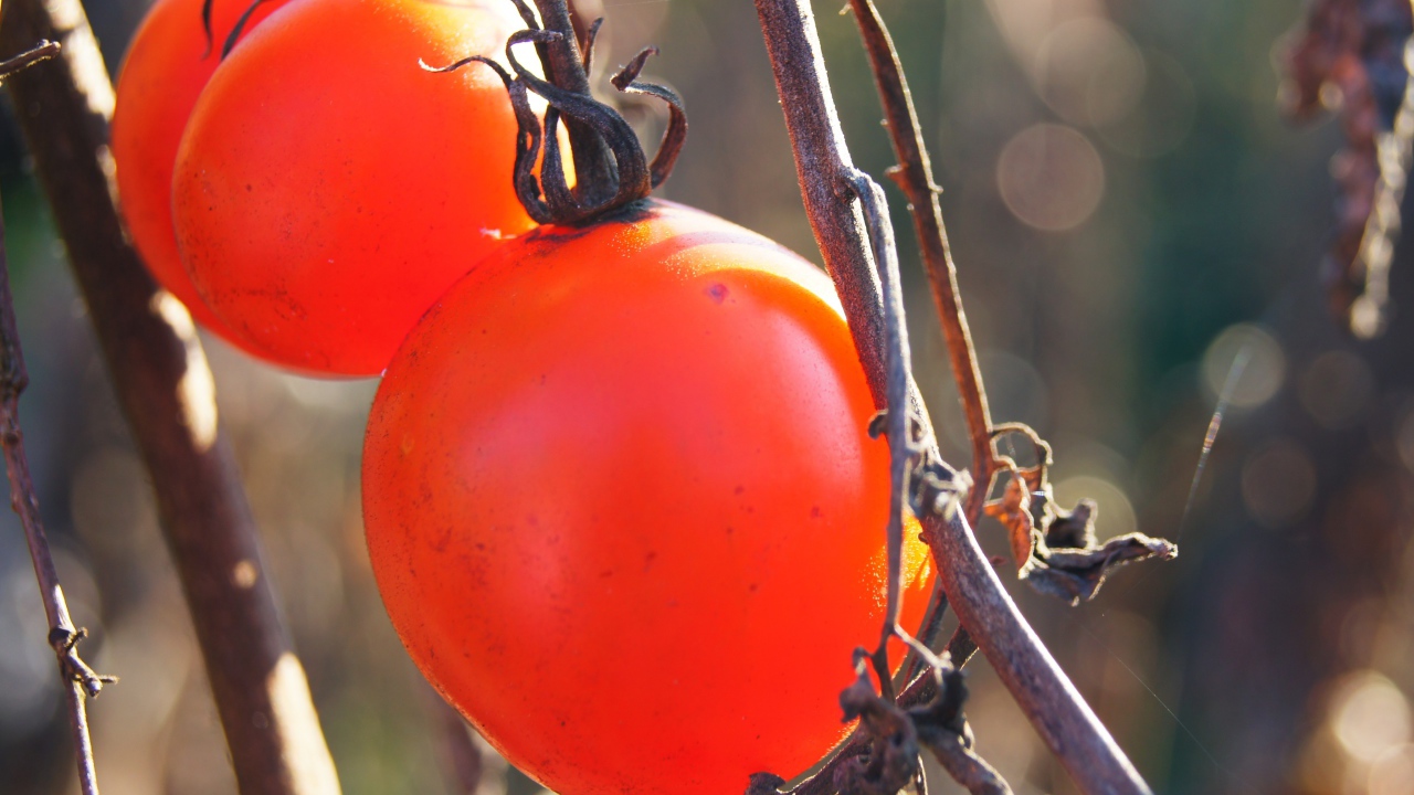 Куст с помидорами