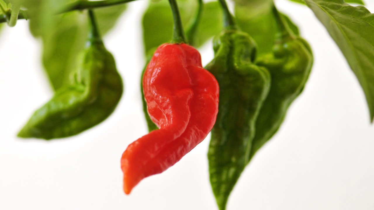 Красный перчик