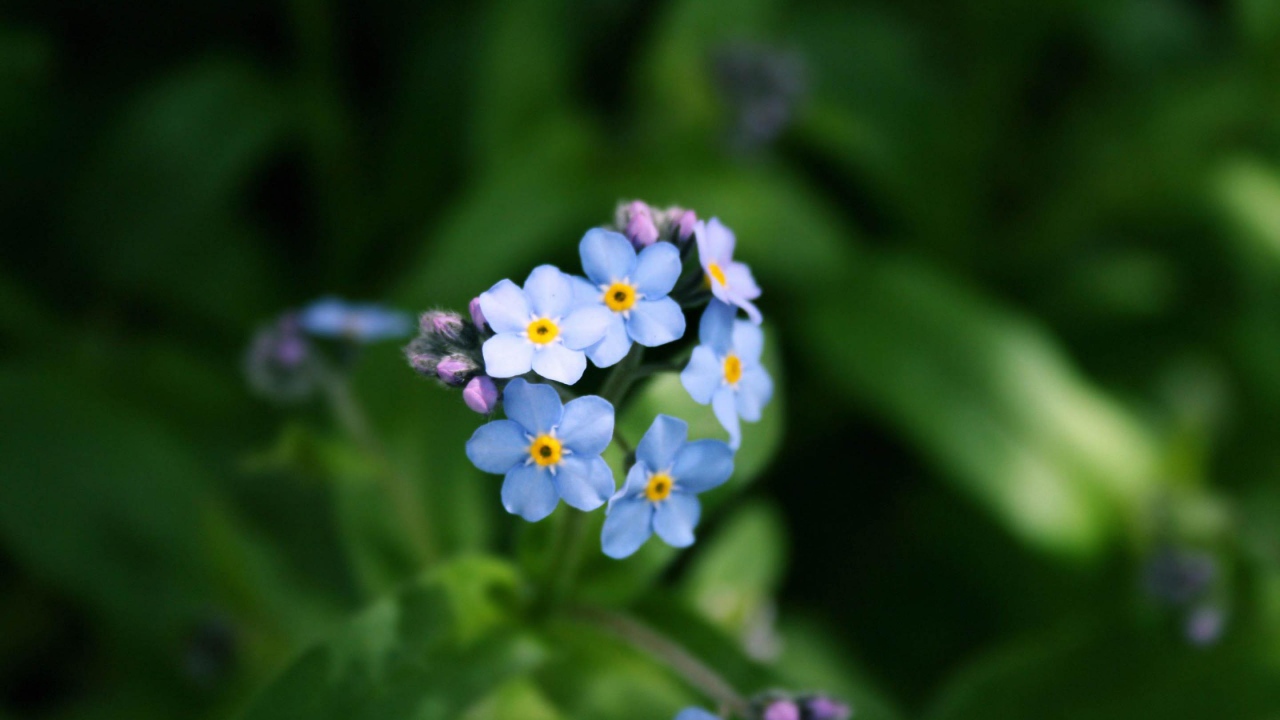Голубой букет