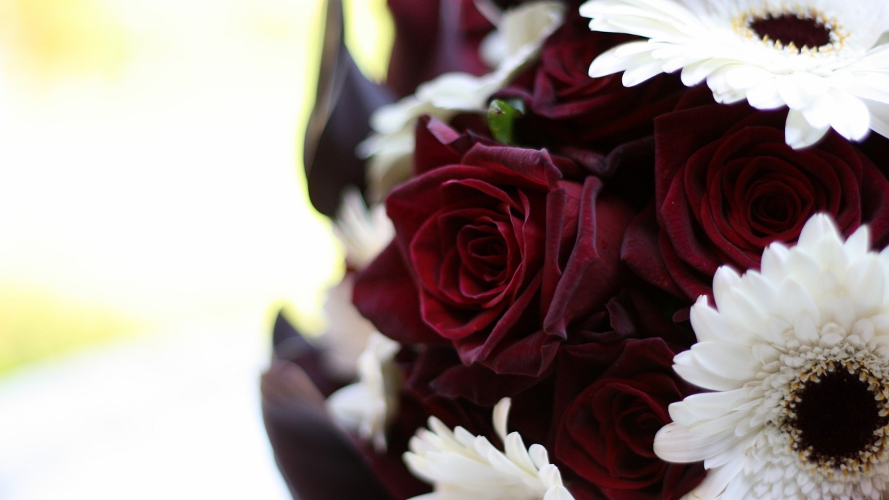 Бордовые розы