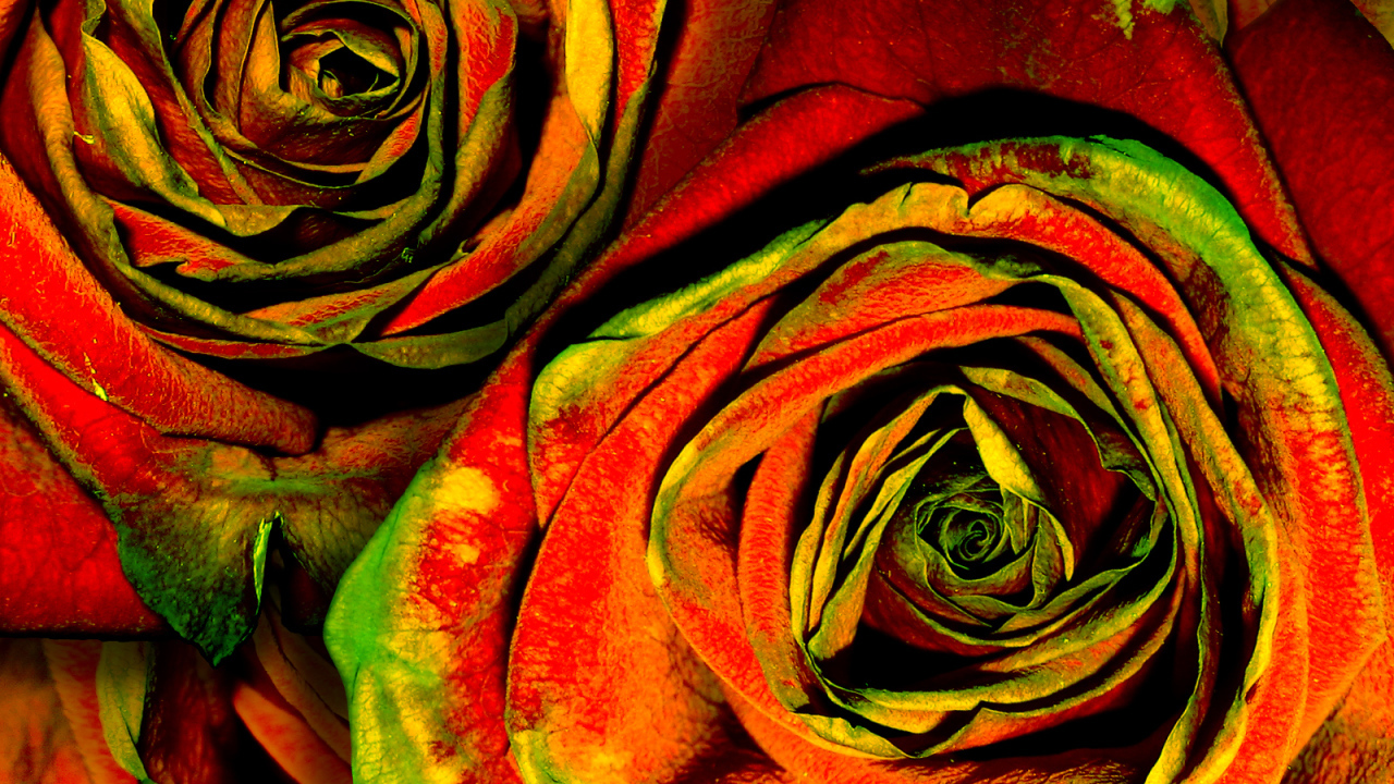 Зелено-красные розы