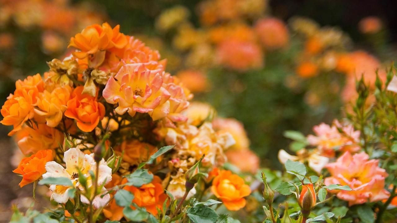 Оранжевые розы