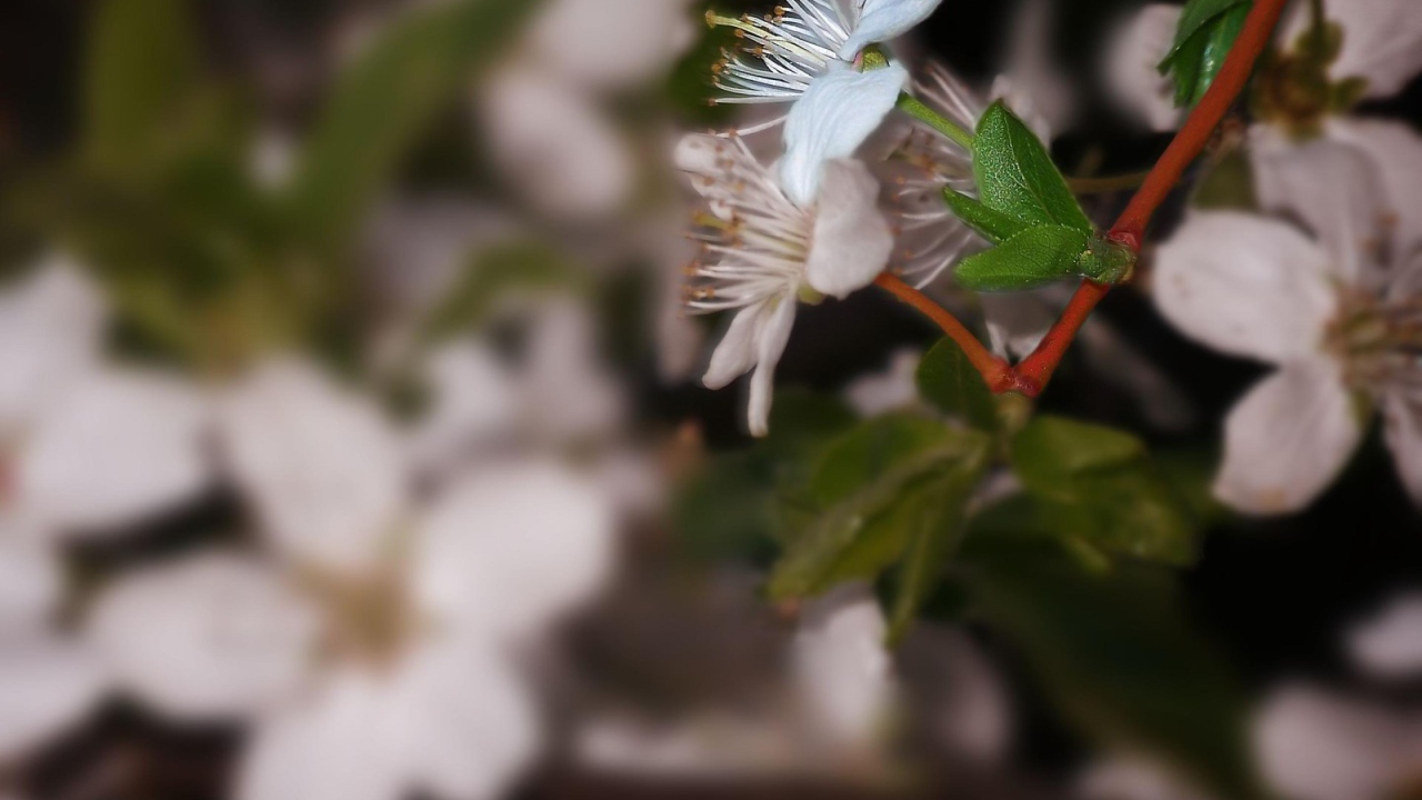 Белоснежный цветок 