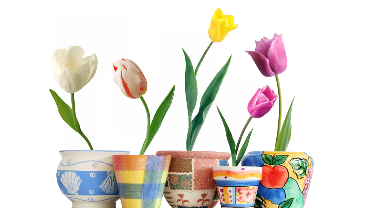 Тюльпаны в горшочках