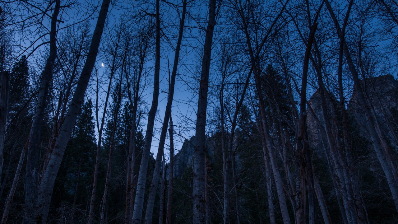 Наступление ночи в лесу