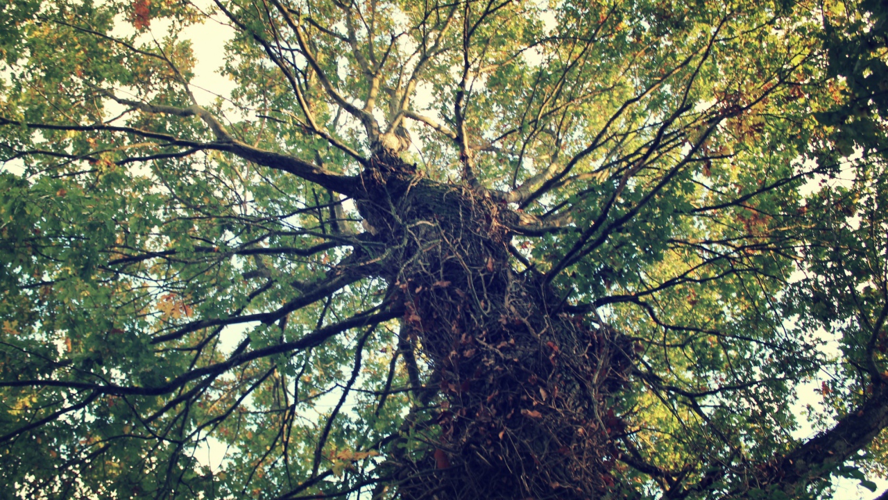 Крепкое дерево