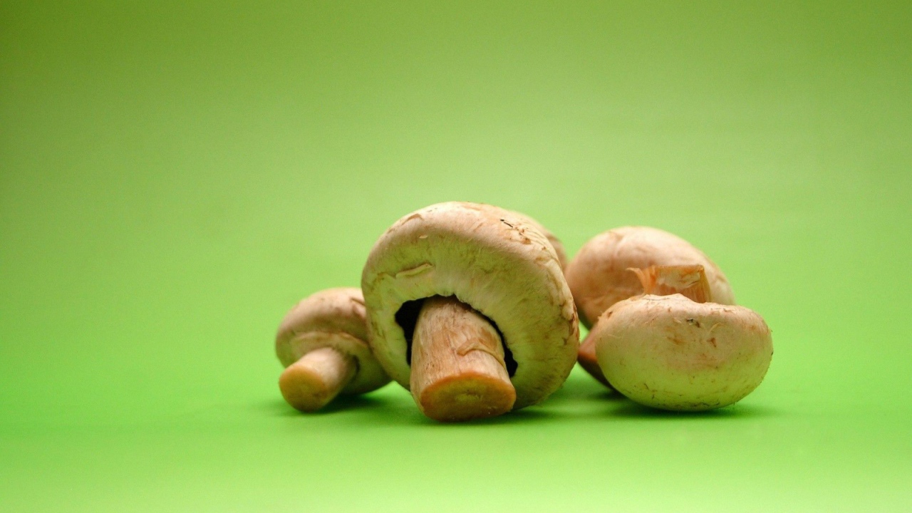 Грибы на зеленом фоне