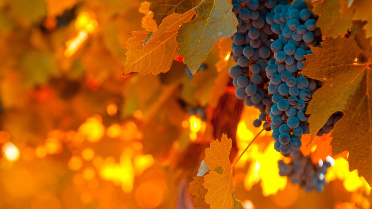 Виноград и листва