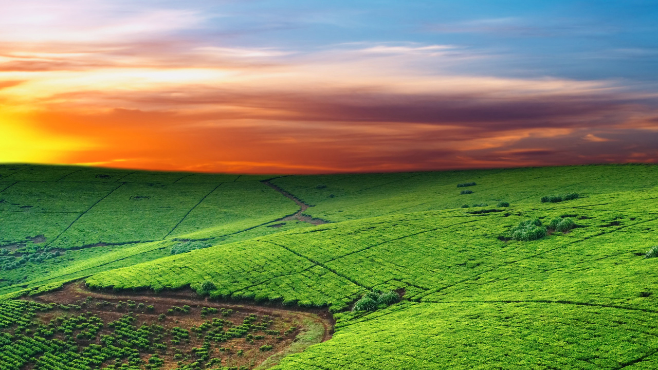 Зеленые пастбища на закате