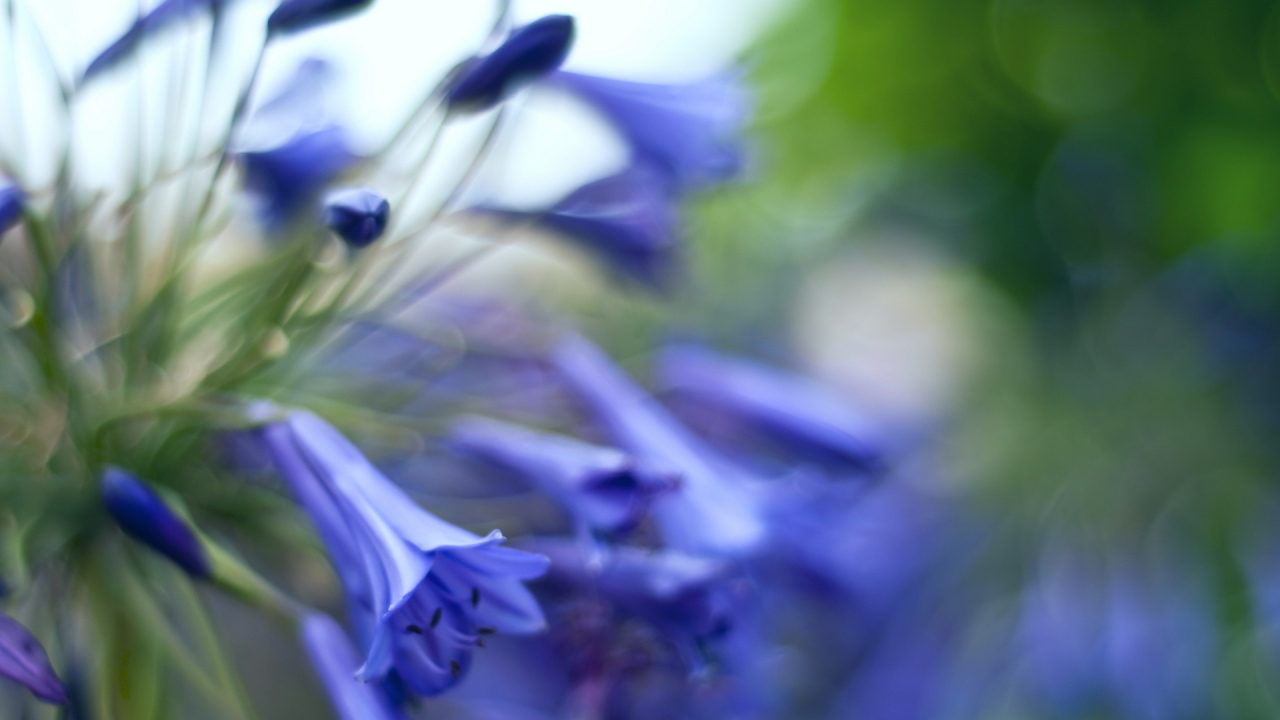 Колокольчики