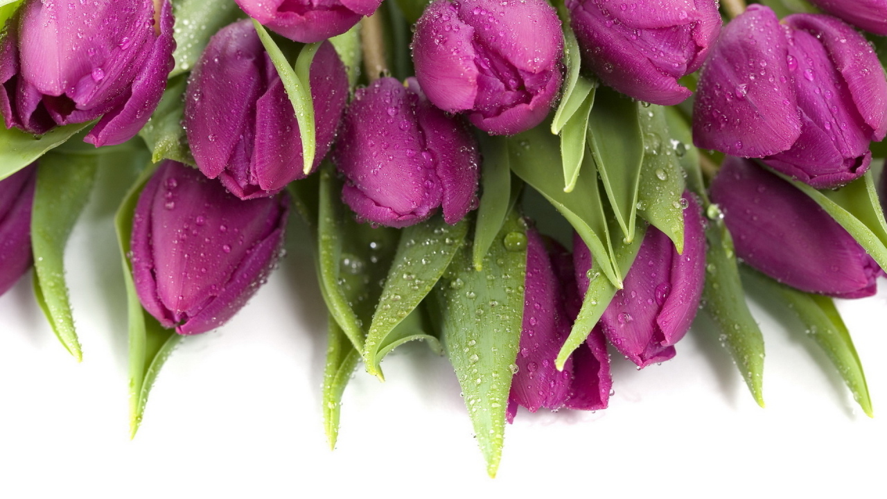 Букет тюльпанов