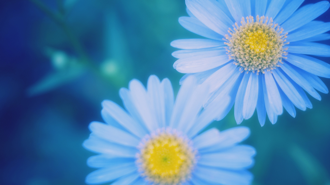 Маргаритки