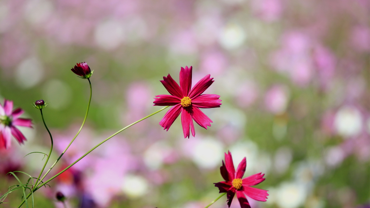 Цветки космеи