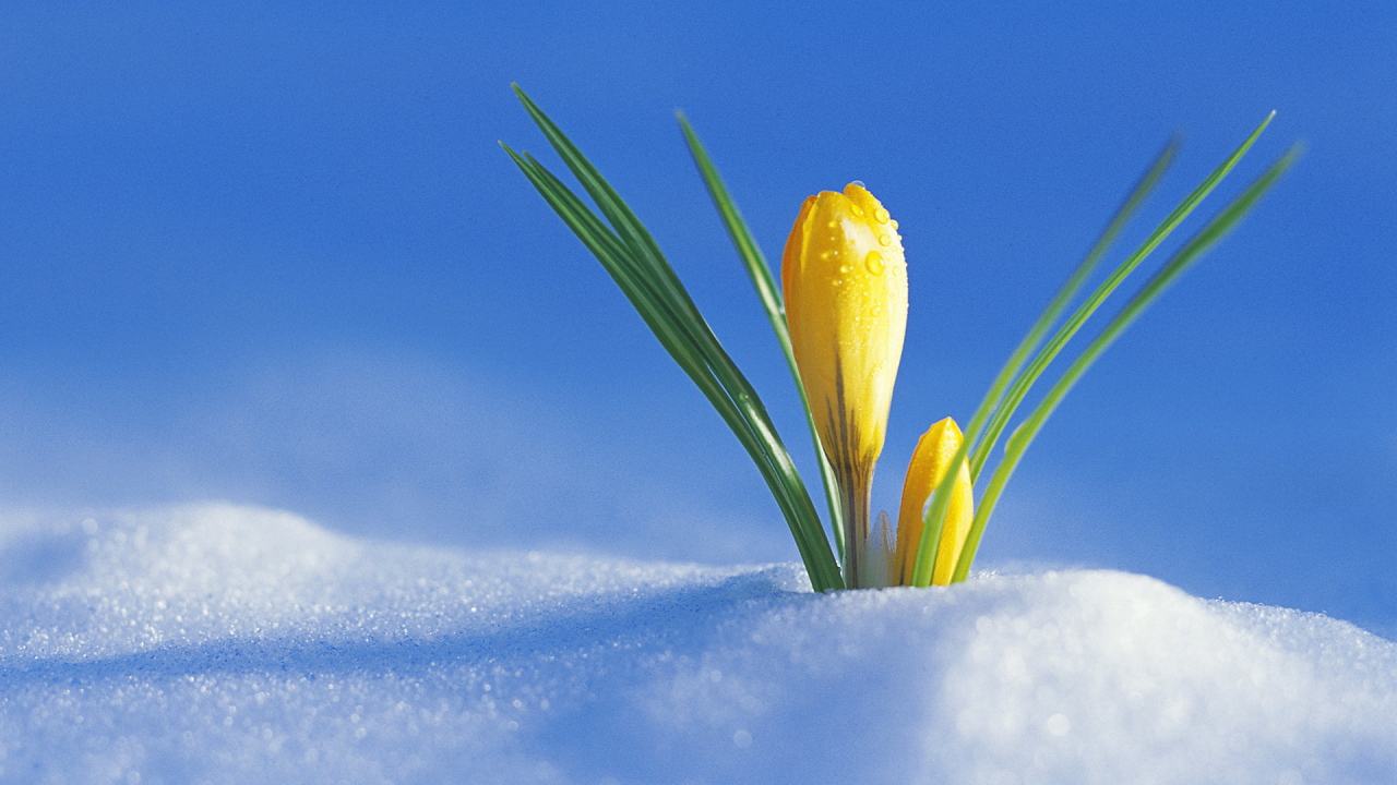 Желтый крокус