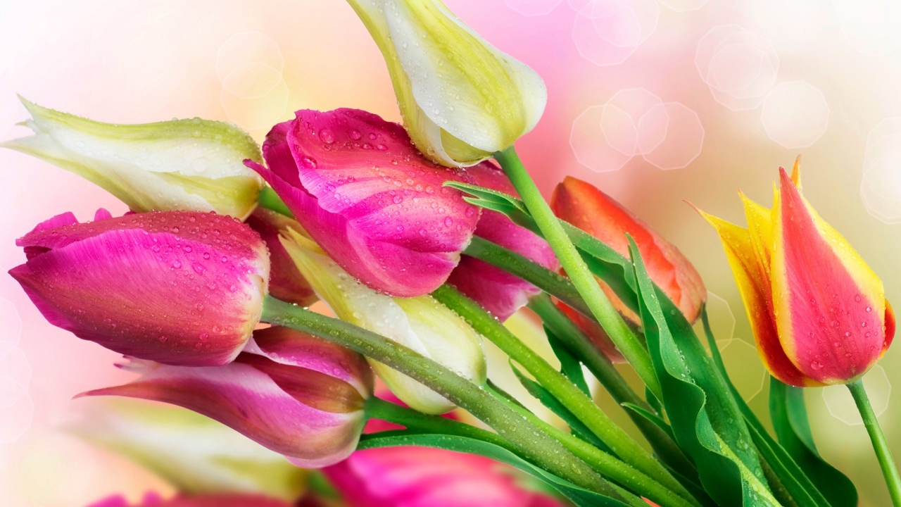 Весенние тюльпаны