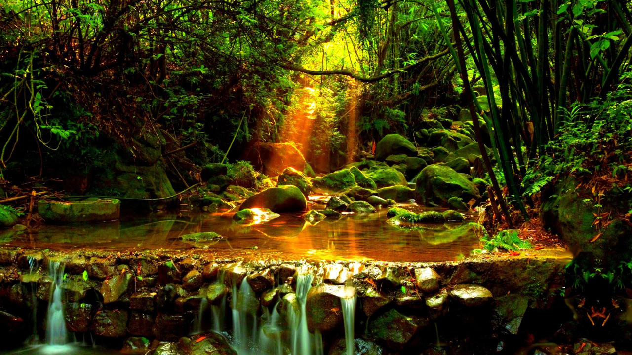 Лесной ручей