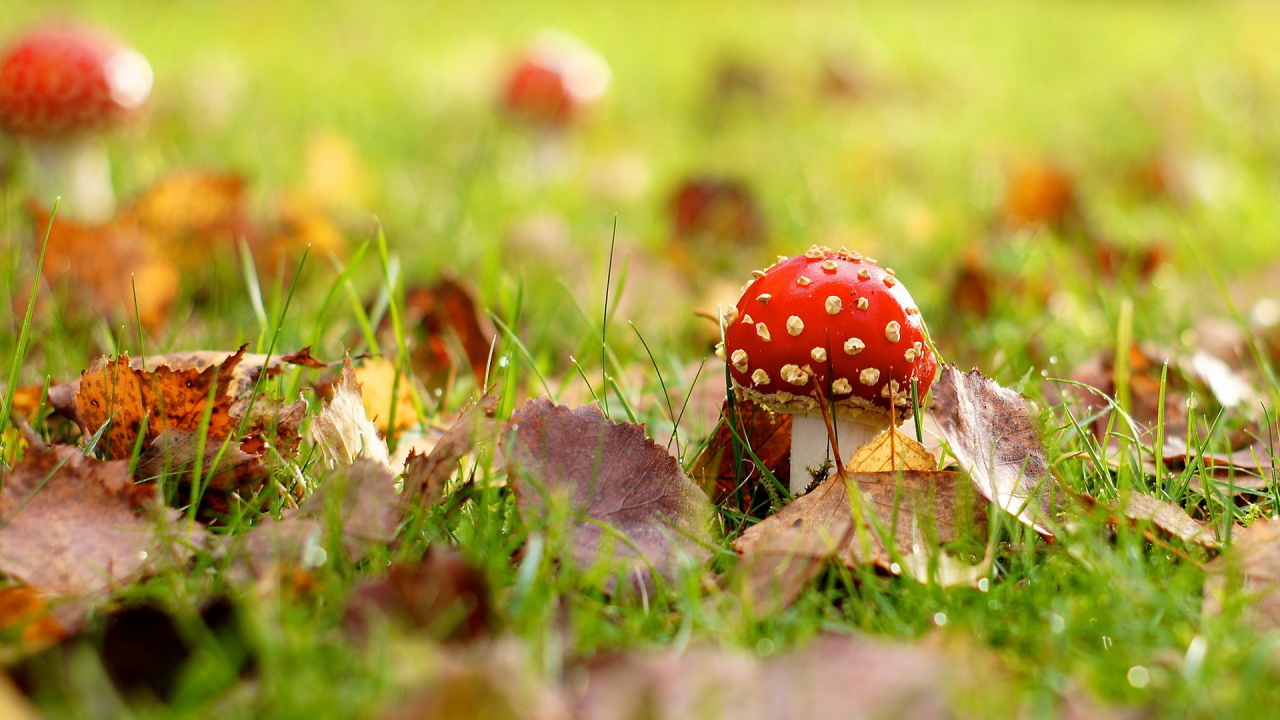 Мухомор на поляне
