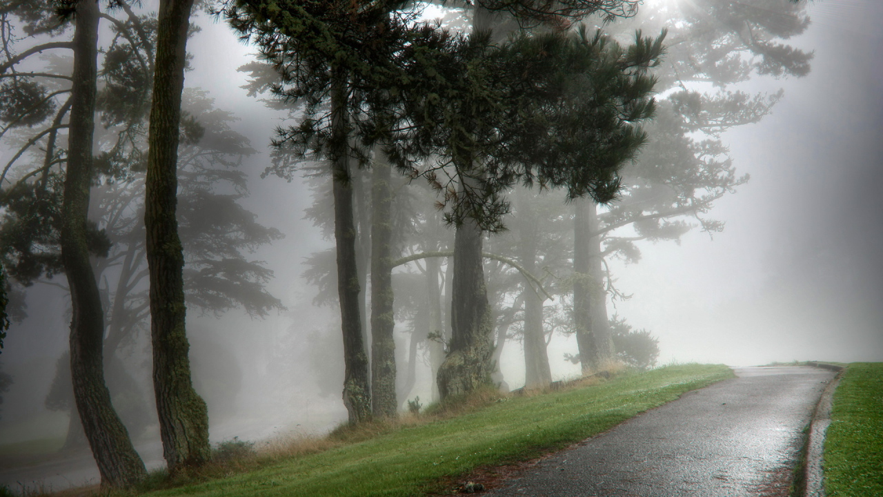 Парк в тумане