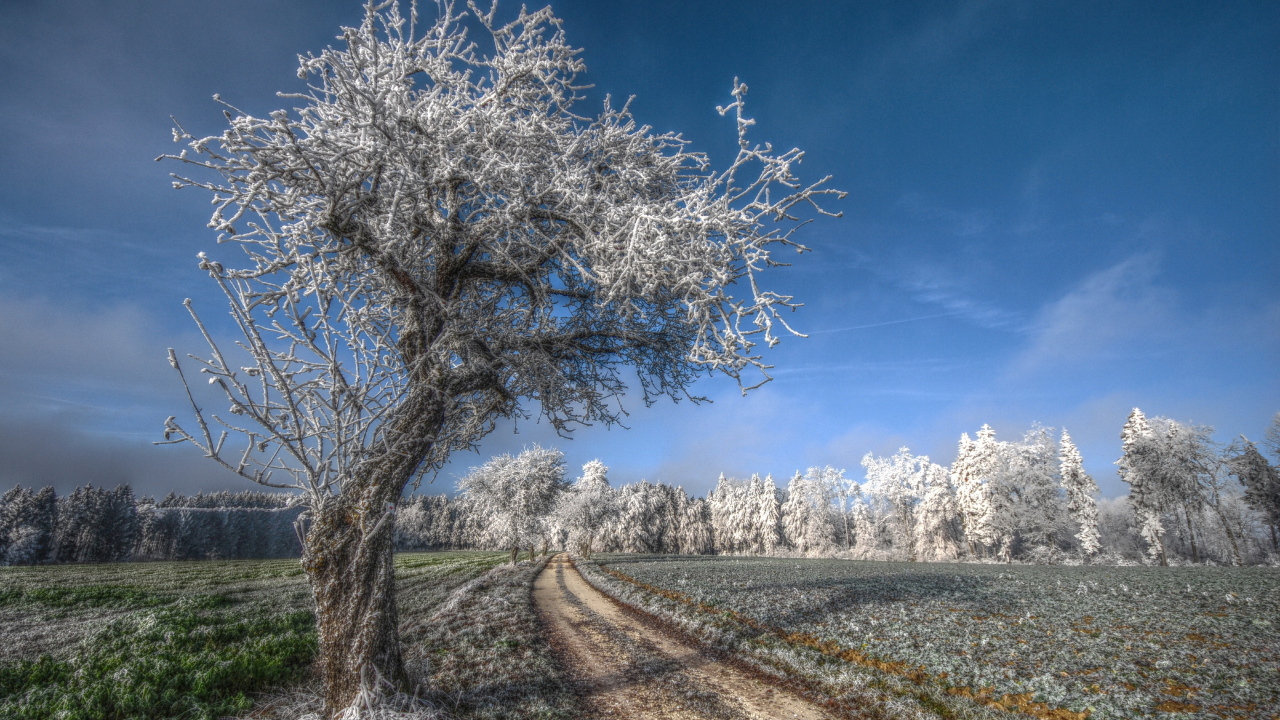 Деревья под инеем