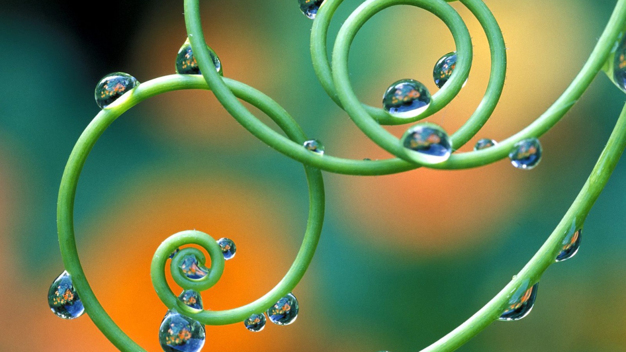 Капельки росы