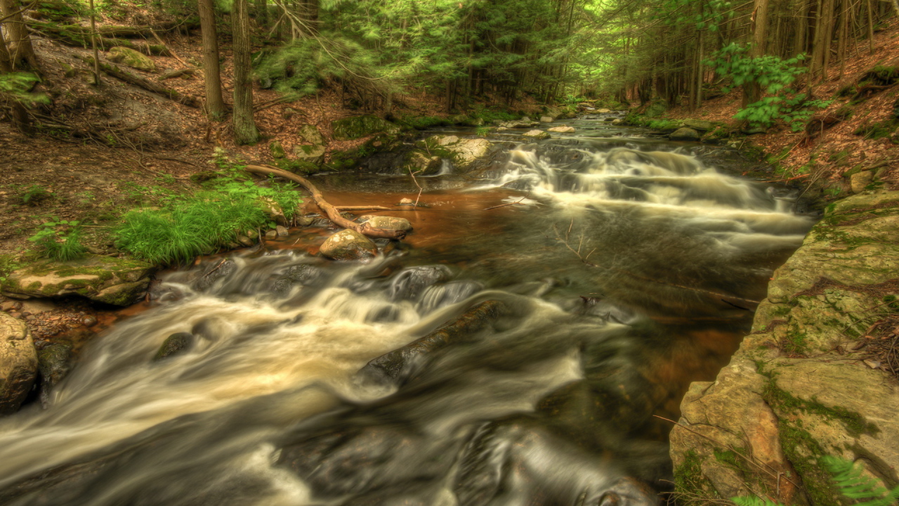 Речка в лесу