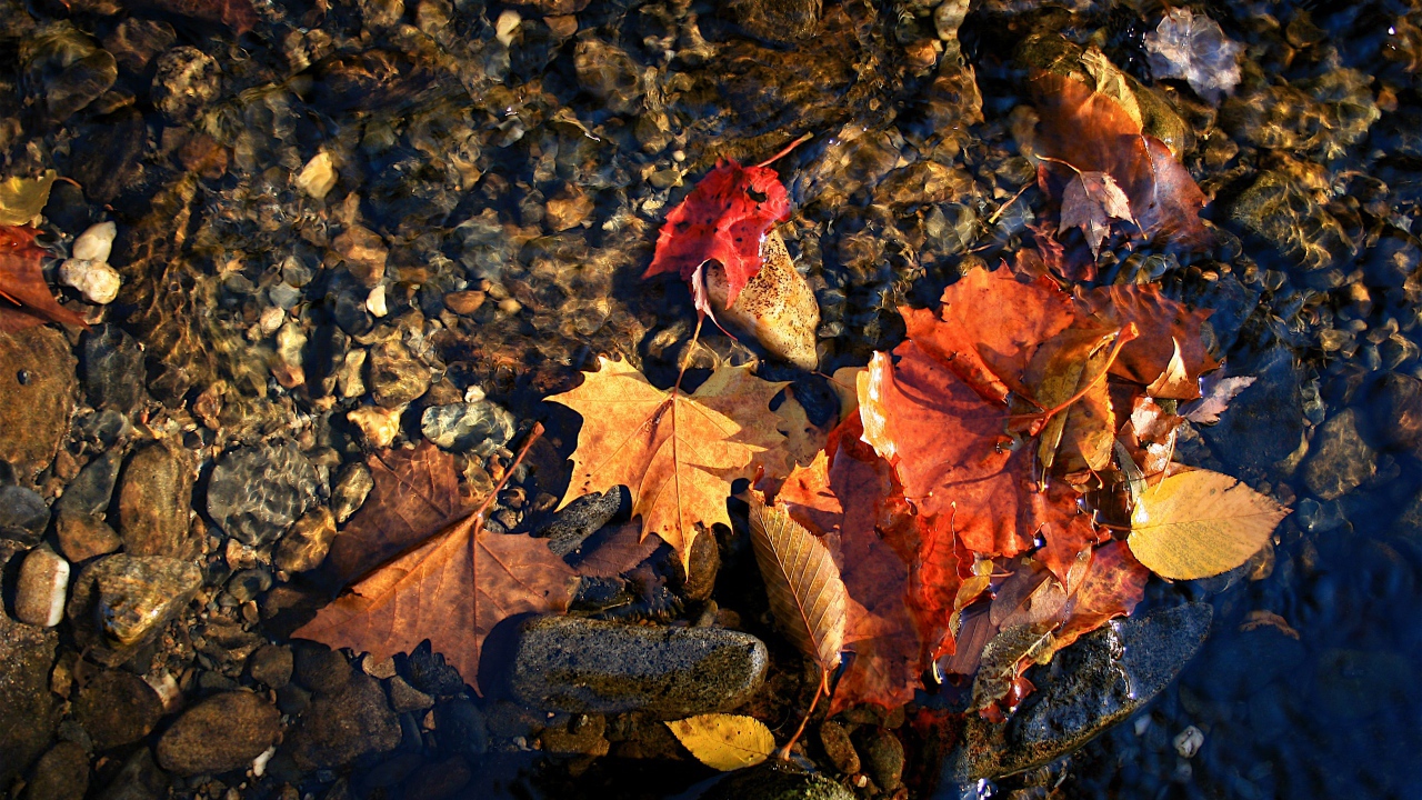 Осенняя лужа