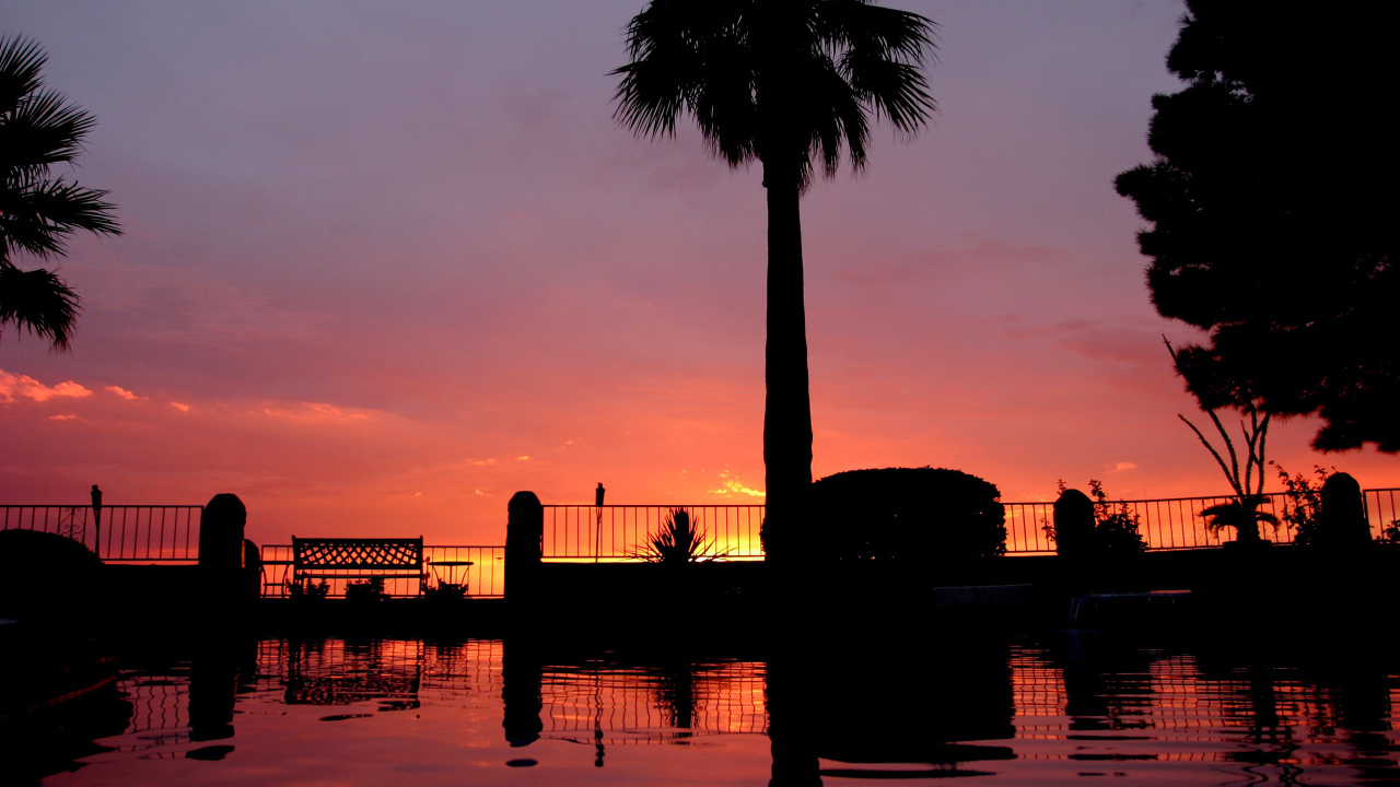 Закат и пальмы