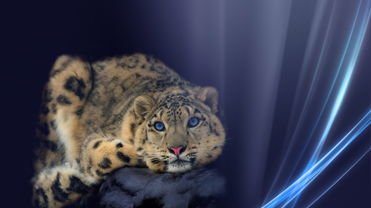 Снежный барс