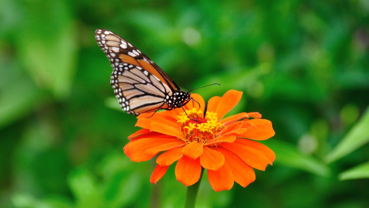 Игра Крикет