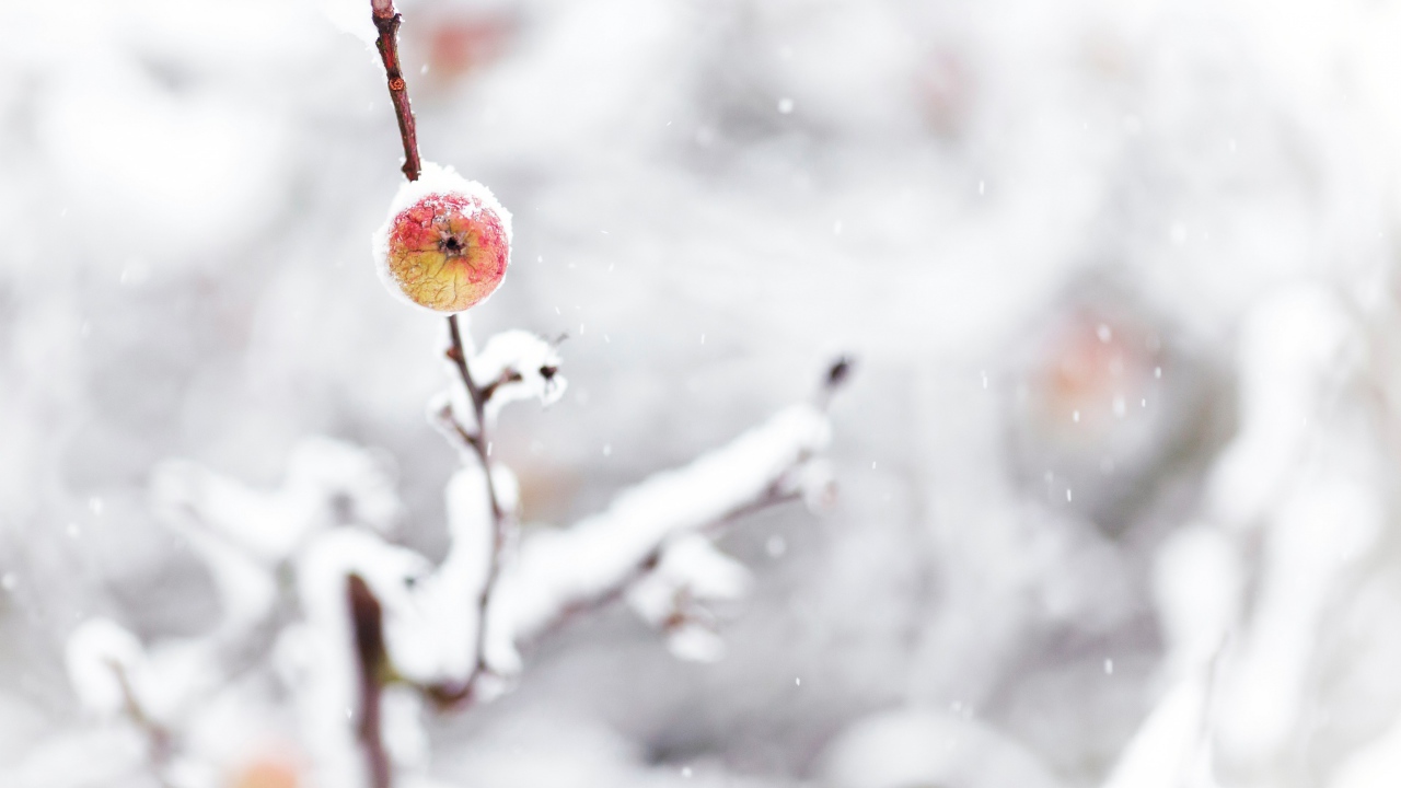 Яблоко и снегопад
