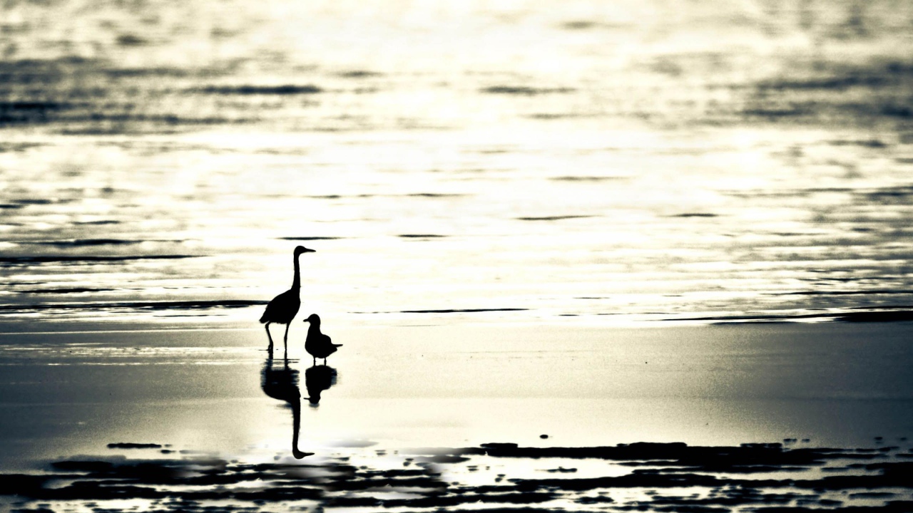 Птицы на пляже