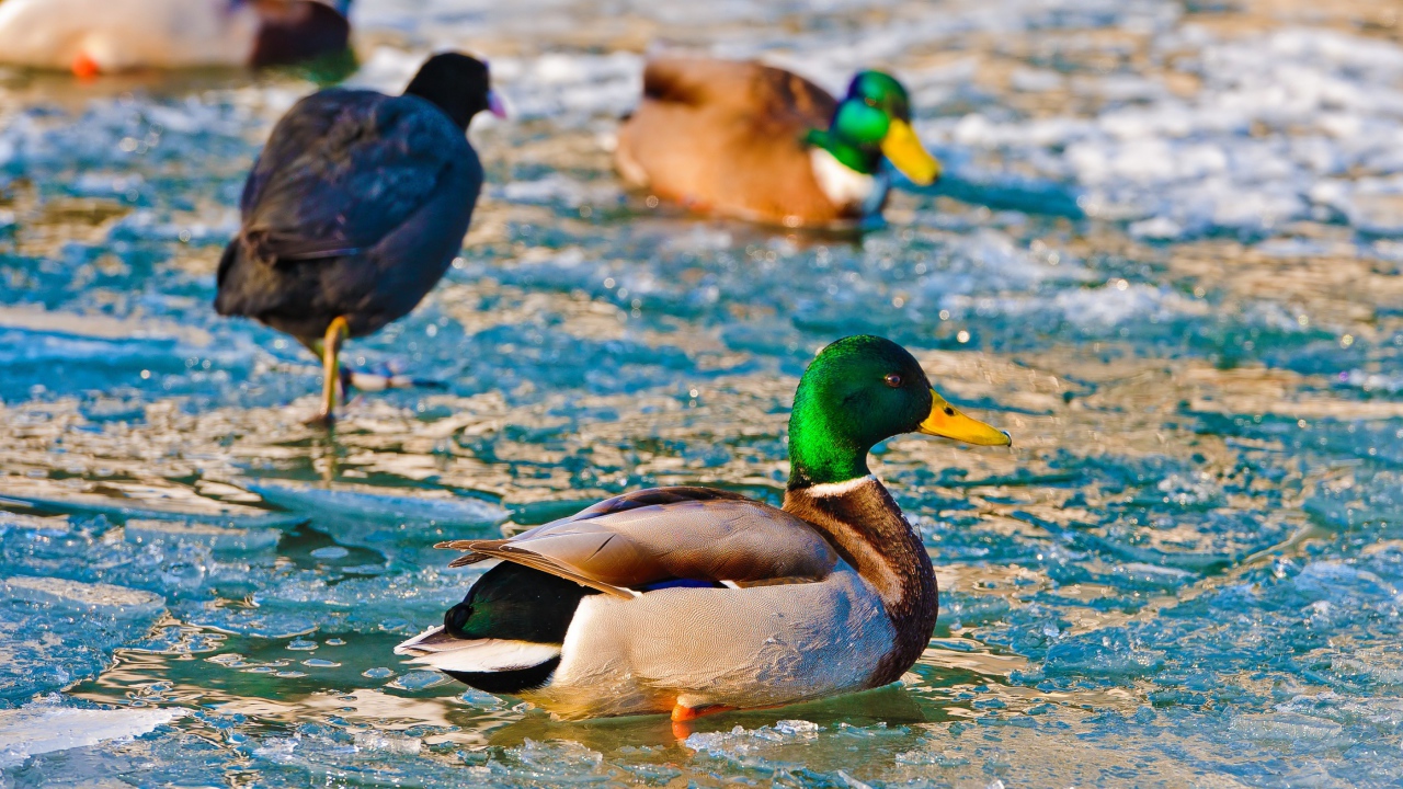 Утки в ледяной воде