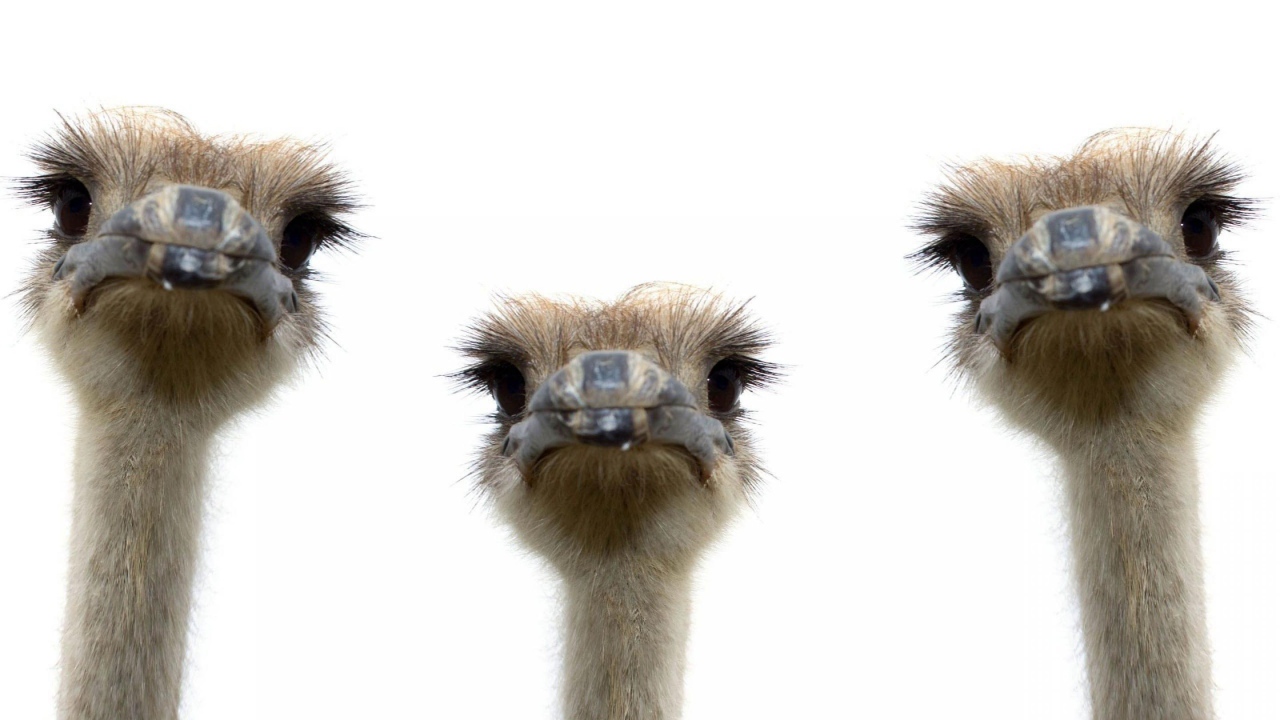 Три страуса